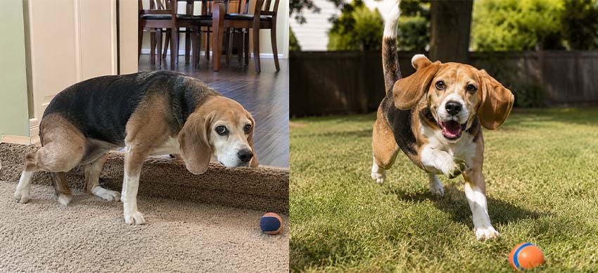 Timilk® FlexiPaws— Comfort & Mobility Drops