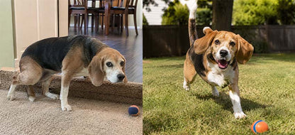 Timilk® FlexiPaws— Comfort & Mobility Drops